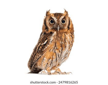 探索ACGN文化中的女孩角色与魅力 探索ACGN文化中的女孩角色与魅力